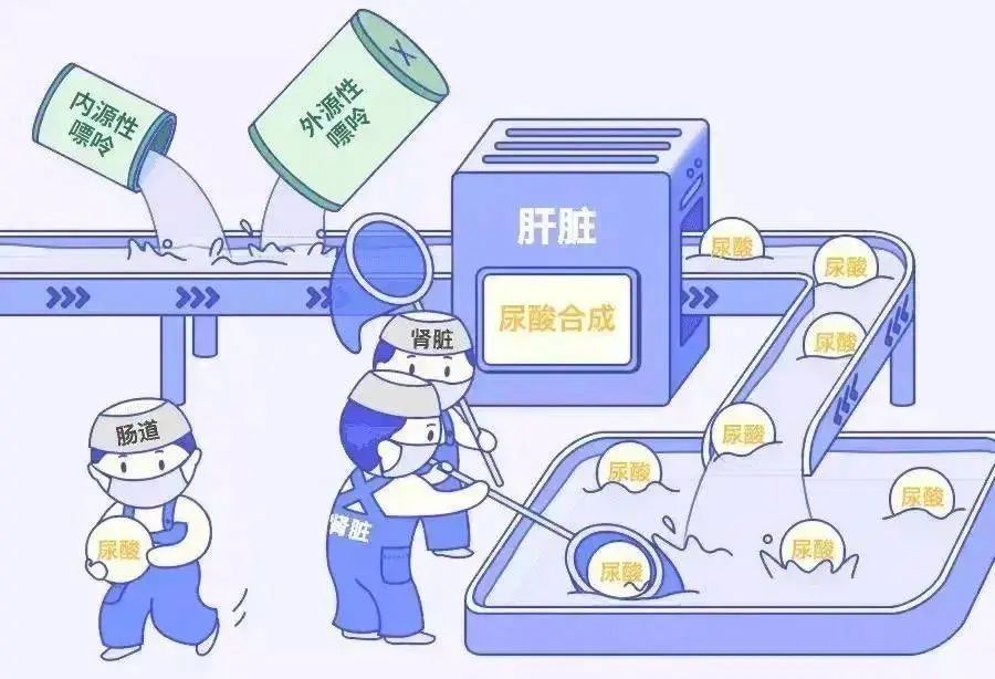 肠道微生态失衡有哪些危害？